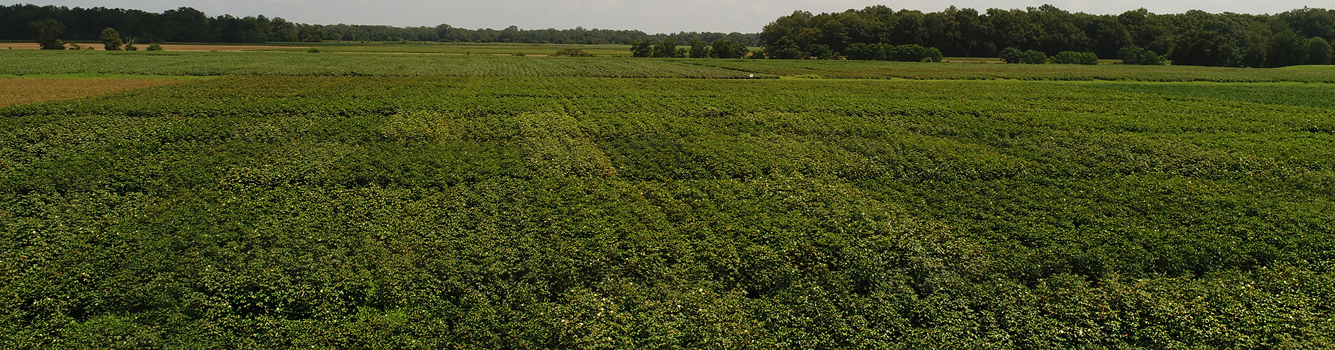 Field varieties.